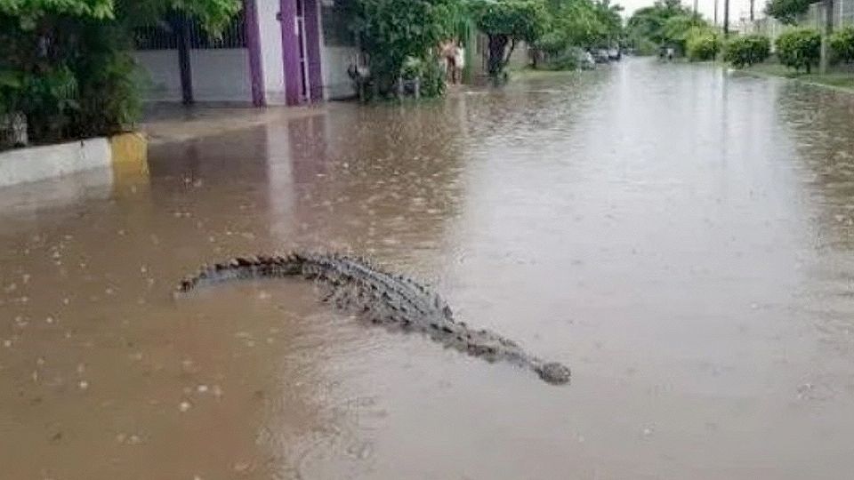 Las lluvias han provocado que lagartos puedan llegar a las calles.