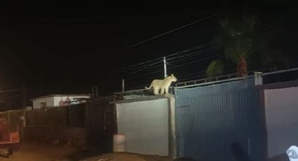 Capturan a leona suelta en Ciudad Juárez; andaba rondando por las azoteas I VIDEO