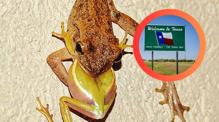 Ranas ‘canibales’ cubanas se están propagando; ¿podrían llegar a Texas?, esto sabemos