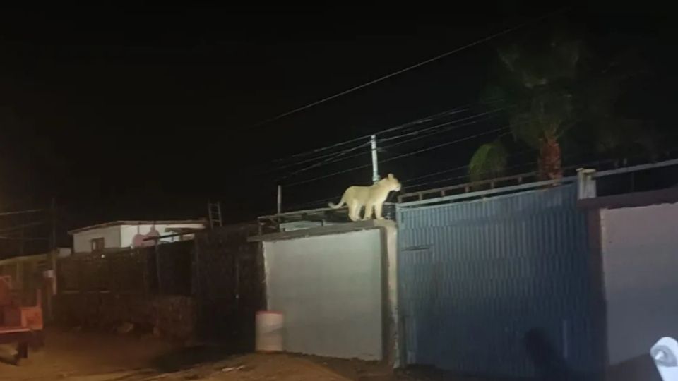 En las calles de Ciudad Juárez fue visto el felino caminando por las azoteas