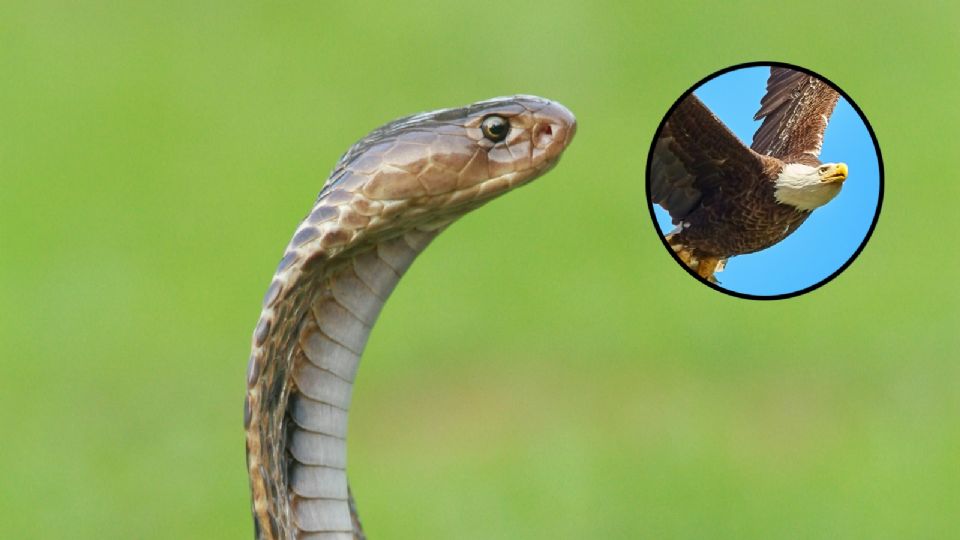 Esta serpiente tiene la capacidad de fingir su muerte para evitar ser atacada