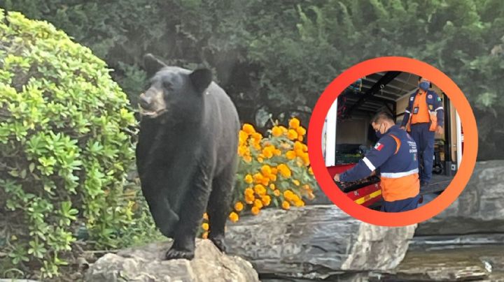Captan a enorme oso 'paseando' por las calles de Monterrey; preocupa ponga en riesgo a la comunidad | VIDEO