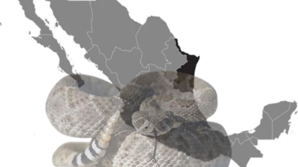 Serpientes de Tamaulipas