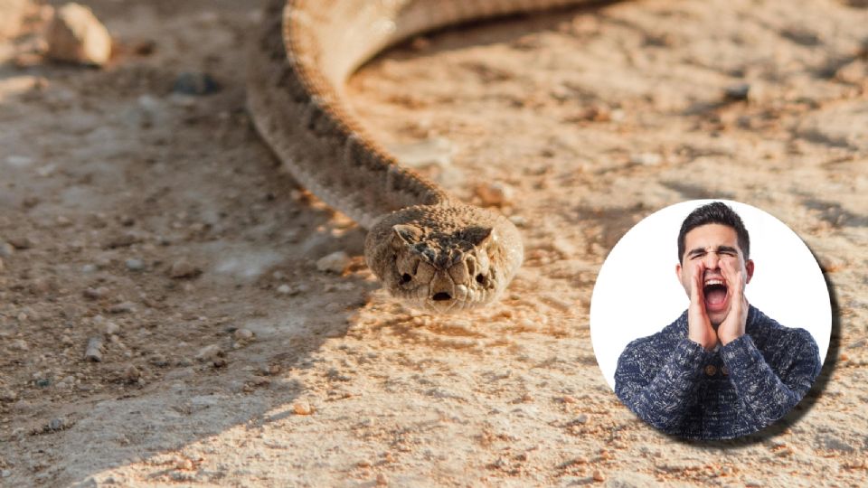 ¿Qué hacer si ves una serpiente de cascabel en Tamaulipas?