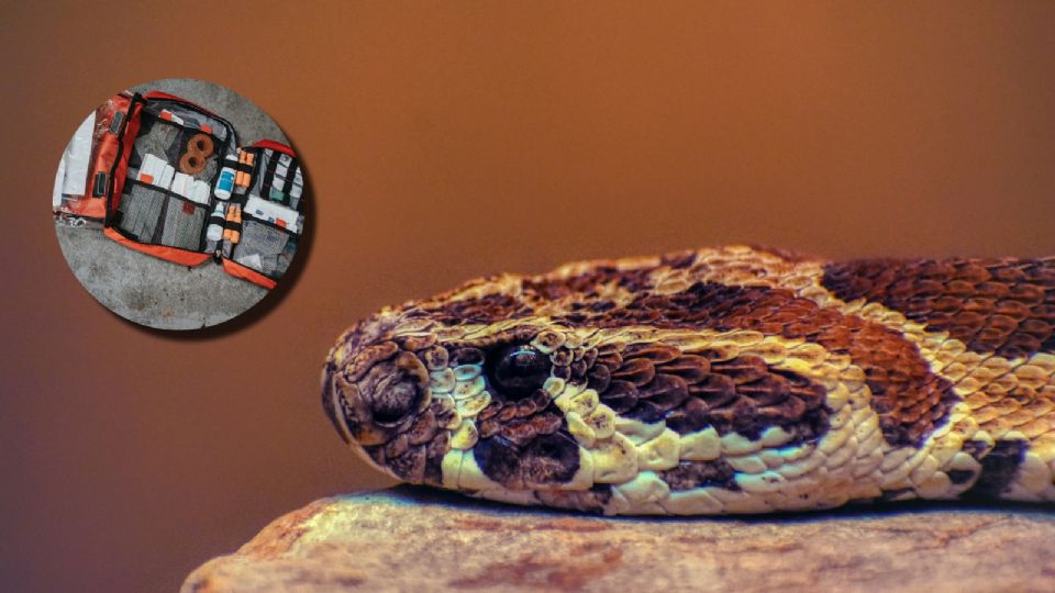 Esto es lo que debes, y no, hacer tras la mordedura de una serpiente de cascabel