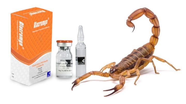 Alerta por el aumento de picaduras de alacrán en este estado; se acaba suero contra escorpiones