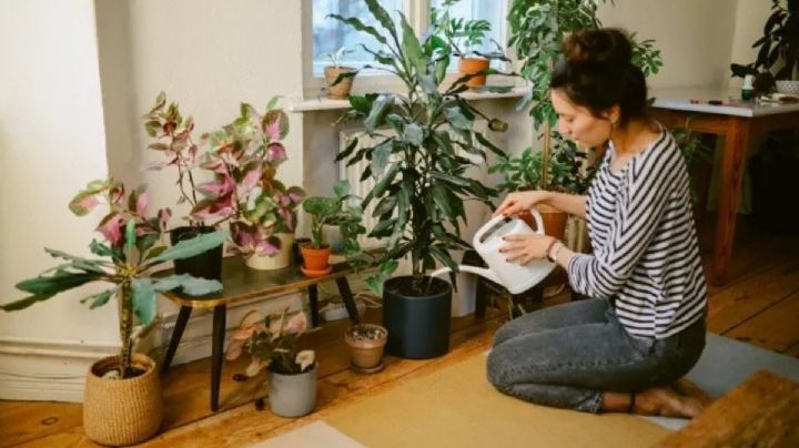 Con estas plantas no sólo purificarás el aire, también atraerás abundancia