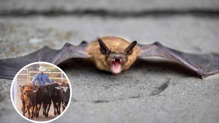 Muere hombre por ataque de murciélago: trató de defender a su vaca