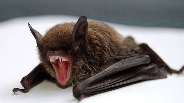 ¿Qué pasa si tocas un murciélago? esta podría ser la terrible consecuencia