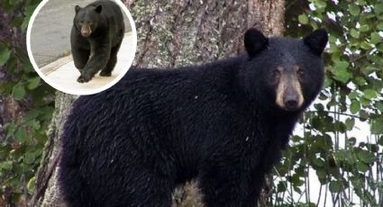 Oso entra a cancha de pádel; otro es visto caminando por las calles de Monterrey I VIDEO