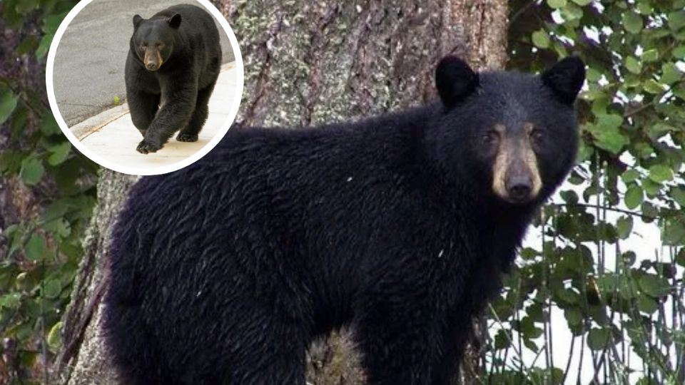 Uno de los animales entró a una cancha de pádel