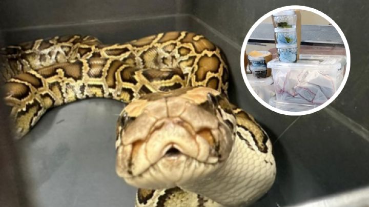 Profepa rescata a 76 animales silvestres; iban a ser enviados por Estafeta