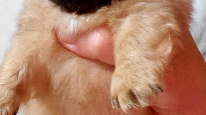 Encuentran hielera con perritos muertos congelados a un costado de la carretera 59