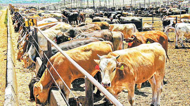 Frenan exportación de ganado en Nuevo Laredo