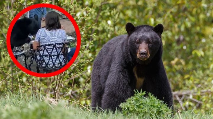 Oso ataca a mujer en San Pedro; llegó a un restaurante a 'robarse' la comida | VIDEO