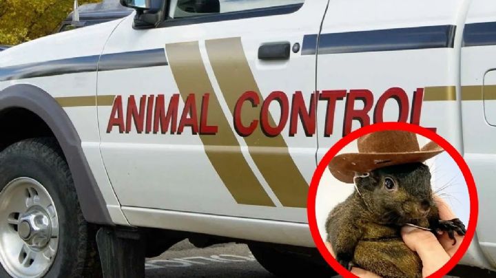 Gobierno de Estados Unidos mata a 'Peanut', ardilla influencer; ¿cuáles fueron los motivos?