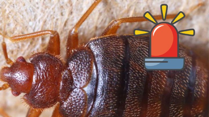 ¿Hasta un año? Este es el tiempo que pueden sobrevivir las chinches sin comer