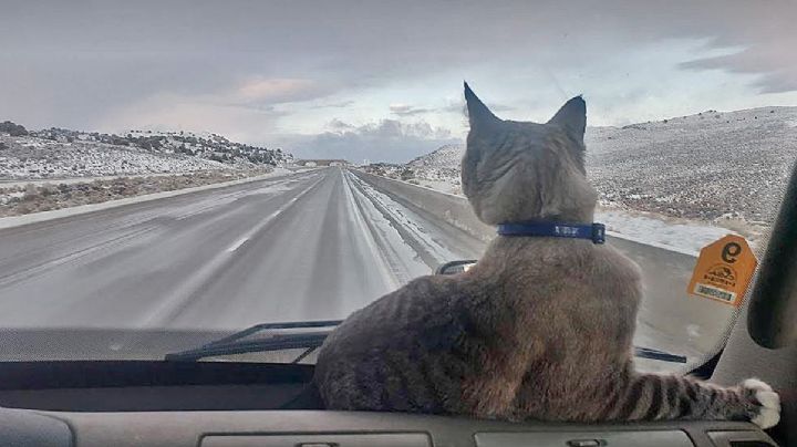 Gato de Laredo, Texas, se convierte en trailero; ha recorrido casi todo Estados Unidos en su camión