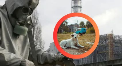 Perros callejeros de Chernóbil sorprenden a científicos al desarrollar un ‘superpoder’ para sobrevivir en la zona