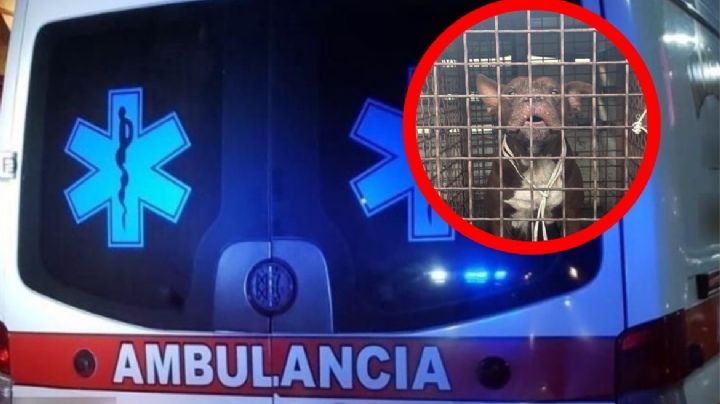 Pitbull ataca salvajemente a bebé y abuelita; la niña de un año se encuentra grave