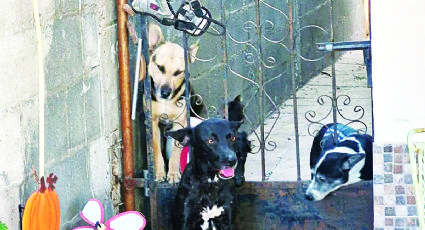Nuevo Laredo: rescatan a perrita maltratada por dueño en colonia La Joya