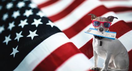 ¿Visa para mascotas?, estos son los requisitos para cruzar con mi perro a Estados Unidos