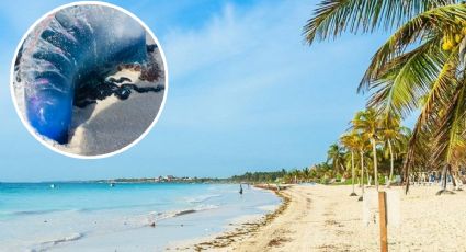 Aparecen extraños moluscos en esta playa mexicana; autoridades alertan sobre su presencia