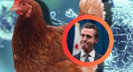 Estado  de EU declara emergencia por brote de gripe aviar H5N1 tras casos en ganado leche