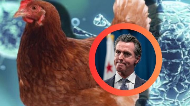 Estado  de EU declara emergencia por brote de gripe aviar H5N1 tras casos en ganado leche