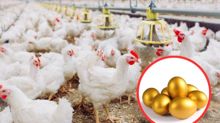 Esta extraña enfermedad en aves provoca la escasez de huevo en EU; estos son los estados más afectados
