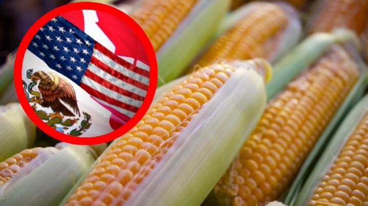 Gobierno de México en desacuerdo por fallo de panel del T-MEC sobre maíz transgénico; respetan decisión