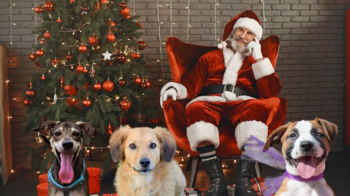 Perritos rescatados se convierten en ayudantes de Santa Claus
