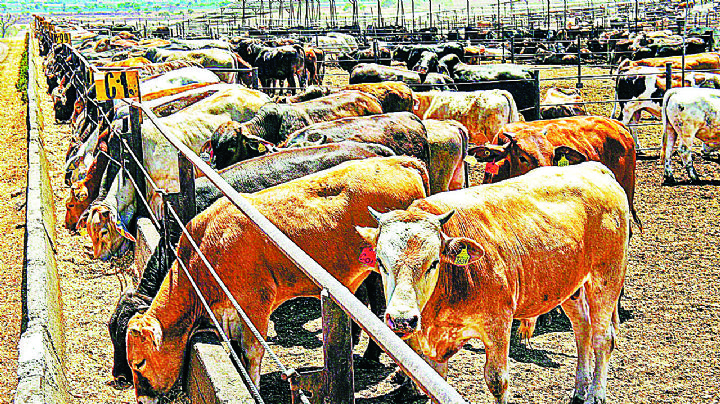 Reabrirán frontera en enero a exportación de ganado