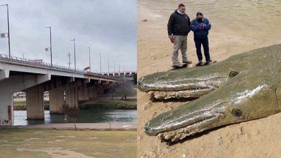 Catán gigante en río Bravo