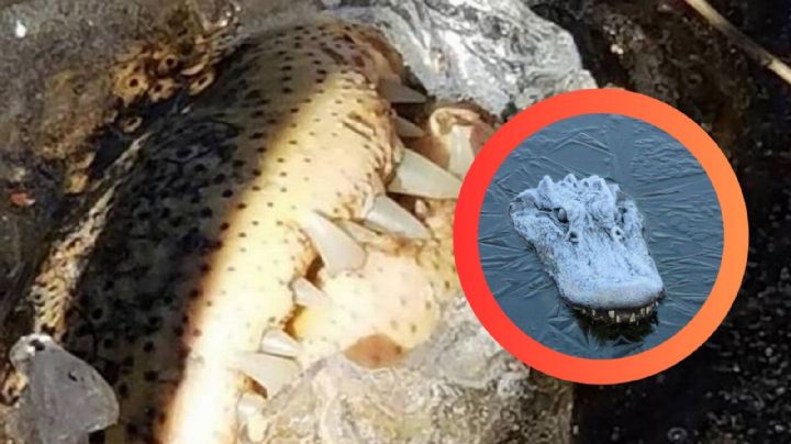 Temperaturas extremas en EU 'congelan' a cocodrilo, esto fue lo que ocurrió | VIDEO
