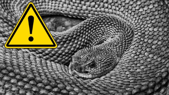 Víboras de cascabel: estos son los mejores trucos para ahuyentarlas de tu casa y patio