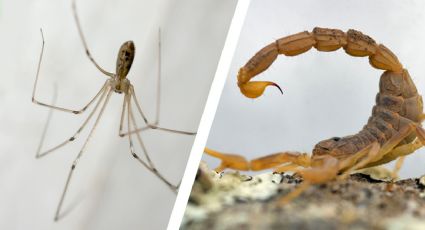 Araña patona mata a peligroso alacrán y salva a familia de mortal picadura | VIDEO asombroso