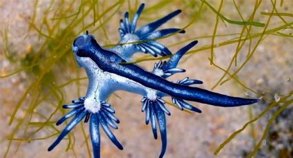 Aparecen 'dragones azules' en playas de 'North Padre Island', Texas