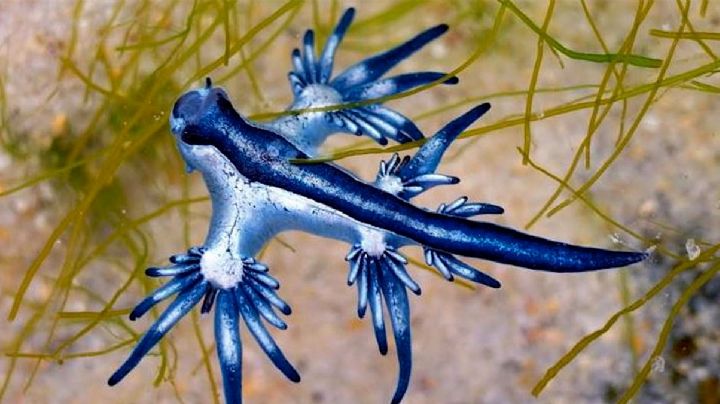 Aparecen 'dragones azules' en playas de 'North Padre Island', Texas