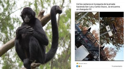 Avistan mono araña suelto en la calles de la colonia Los Cántaros, ¿es peligroso?