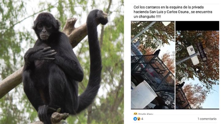 Avistan mono araña suelto en la calles de la colonia Los Cántaros, ¿es peligroso?