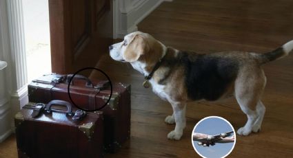 Vacaciones Semana Santa: esto necesitas para viajar en avión con tu mascota