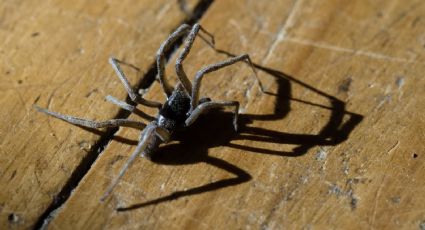 Viene el calor y con ello la temporada de la araña violinista, ¿cuándo inicia?