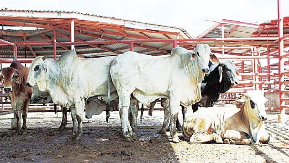 Los ganaderos se ven beneficiados al exportar el ganado.