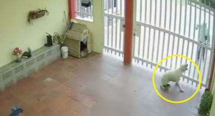 Perrita muere acribillada por exmilitar; le dispararon 4 veces | VIDEO