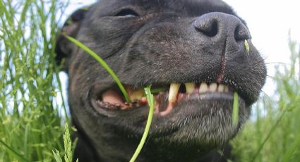 ¿Tu perro come pasto? Estos son los riesgos de esta curiosa costumbre de tu mascota