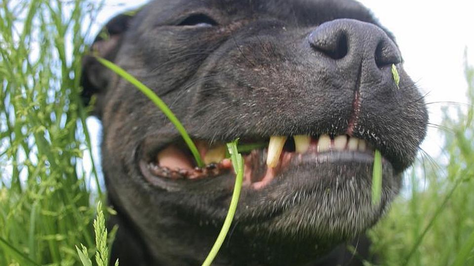 La afición de algunos perros de comer pasto