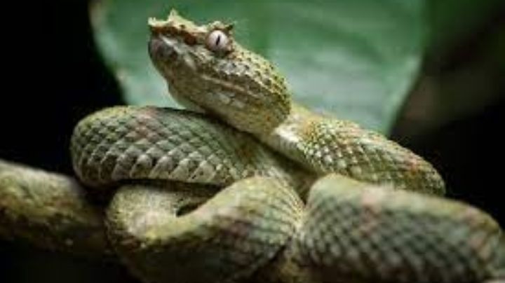 Víbora de pestañas: descubren nuevas especies, ¿por qué pueden ser una bendición?