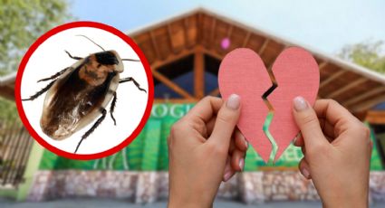 Nombra una cucaracha como tu ex; así es la dinámica en el zoológico de Nuevo Laredo