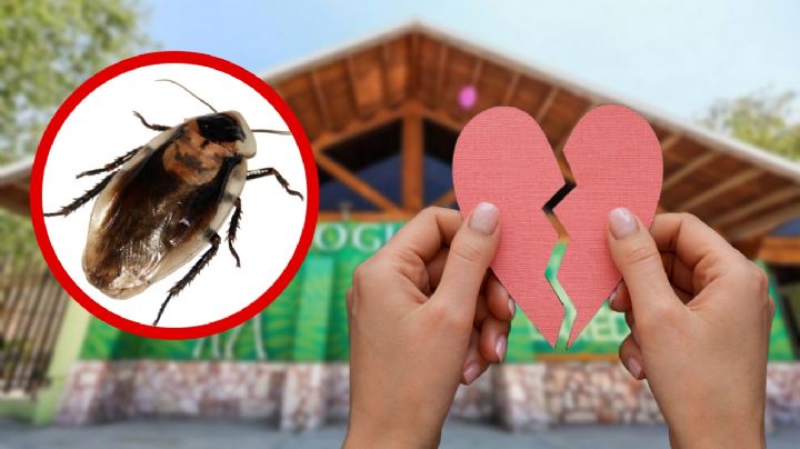 Nombra una cucaracha como tu ex; así es la dinámica en el zoológico de Nuevo Laredo